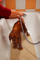 Cavalier King Charles Spaniel, ruby coated, being showered / bathed, in a bathtub. Sequence 15/16