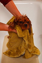 Cavalier King Charles Spaniel, ruby coated, being showered / bathed, in a bathtub, and rubbed dry with a towel. Sequence 16/16
