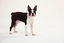 Boston terrier, portrait of male standing in show-stack posture