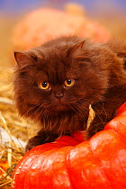 British Longhair Cat, chocolate coated / Highlander, Lowlander, Britanica. Head portrait sitting amongst straw bales and Pumpkins