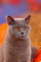 British Shorthair tomcat, blue coated, head portrait