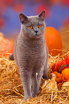 British Shorthair tomcat, blue coated, portrait standing in straw with Pumpkins / Squash