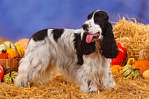 English Cocker Spaniel, black-and-white coated standing in show-stack posture, panting, in straw with Pumpkins and Squash
