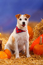 Parson's Russell Terrier (Parson Jack Russell Terrier)  portrait of bitch, wearing a neckerchief, sitting in straw with Pumpkins / Squash