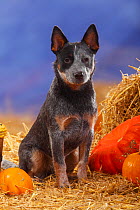 Australian Cattle Dog, portrait sitting in straw with Pumpkins / Squash