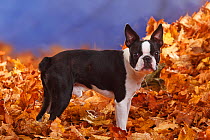 Boston Terrier, with docked tail, portrait standing in show stack posture in fallen autumn leaves