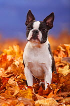 Boston Terrier, portrait standing in fallen autumn leaves