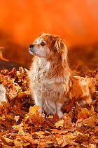 Mixed Breed Dog, aged 12 years old sitting in fallen autumn leaves