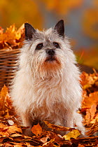 Cairn Terrier, portrait sitting in autumn foliage, aged 14 years