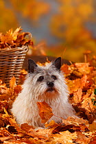 Cairn Terrier, portrait lying in autumn foliage, aged 14 years
