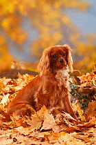 Cavalier King Charles Spaniel, ruby coated, sitting in autumn foliage, aged 8 months