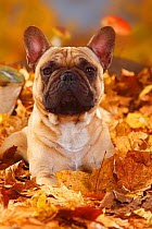 French Bulldog, head portrait sitting in autumn foliage