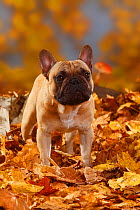 French Bulldog, portrait standing in autumn foliage