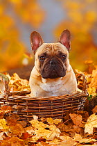 French Bulldog, portrait sitting in wicker basket, and autumn foliage