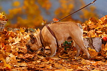 French Bulldog on a harness / leash, French walking in autumn foliage