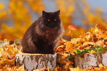 British Longhair Cat, tomcat, black coated(Highlander, Lowlander, Britannica) sitting on large log, with autumn foliage