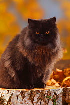 British Longhair Cat, tomcat, black coated(Highlander, Lowlander, Britannica) sitting on large log, with autumn foliage