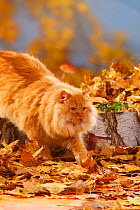 British Longhair Cat, tomcat, ginger coated(Highlander, Lowlander, Britanica) walking through autumn foliage