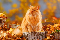 British Longhair Cat, tomcat, ginger coated(Highlander, Lowlander, Britannica) sitting on large log, with autumn foliage