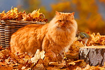 British Longhair Cat, tomcat, ginger coated(Highlander, Lowlander, Britannica) standing infront of large wicker basket, and autumn foliage