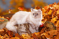 British Longhair Cat, blue-silver-tabby-point(Highlander, Lowlander, Britannica) lying on large log, with autumn foliage