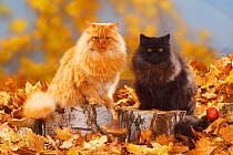 British Longhair Cats, tomcats, black and red coated (Highlander, Lowlander, Britannica) sitting on large log, with autumn foliage