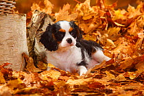 Cavalier King Charles Spaniel puppy, tricoloured, aged 11 weeks, lying in autumn foliage
