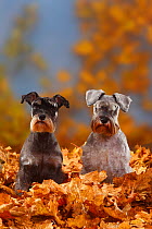 Two Miniature Schnauzers, black-silver and pepper-and-salt coated, sitting in autumn foliage