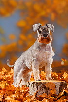 Miniature Schnauzer, pepper-and-salt coated, standing on log, in autumn foliage