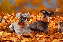 Two Miniature Schnauzers, black-silver and pepper-and-salt coated, lying in autumn foliage
