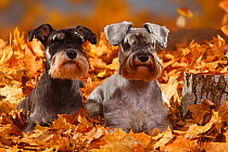 Two Miniature Schnauzers, black-silver and pepper-and-salt coated, lying in autumn foliage