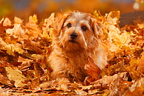Norfolk Terrier Norfolk Terrier portrait lying in autumn foliage