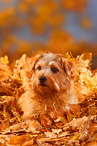 Norfolk Terrier portrait lying in autumn foliage