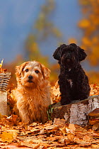 Russian Bolonka Zwetna / Tsvetnaya Bolonka and Norfolk Terrier portrait, sitting in autumn foliage