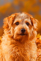 Norfolk Terrier head portrait