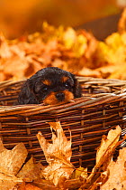Cavalier King Charles Spaniel, puppy, black-and-tan, coated aged 7 weeks, lying in wicker basket, and autumn foliage