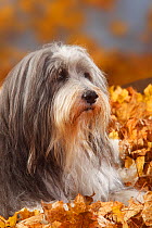Bearded Collie aged 12 years, head portrait lying in autumn foliage