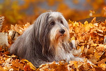 Bearded Collie aged 12 years, portrait lying in autumn foliage