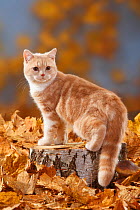 British Shorthair Cat, cream-white coated kitten aged 5 months, standing on log with autumnal leaves
