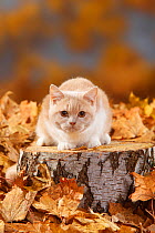 British Shorthair Cat, cream-white coated kitten aged 5 months, crouching on log with autumnal leaves