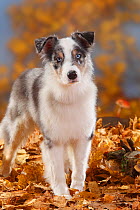 Australian Shepherd, blue-merle, portrait standing in autumn leaves