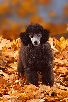 Miniature Poodle, silver coated puppy aged 13 weeks, standing in autumn leaves