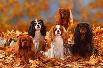 Five Cavalier King Charles Spaniel sitting, black-and-tan, tricolour, blenheim and ruby coated, sitting in autumn leaves