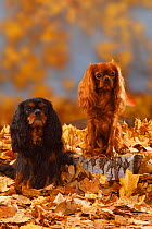 Two Cavalier King Charles Spaniels, black-and-tan and ruby, sitting in autumn leaves