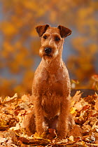 Irish Terrier  portrait, sitting in autumn leaves