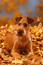 Irish Terrier  portrait, lying in autumn leaves