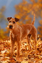 Irish Terrier portrait, standing in autumn leaves