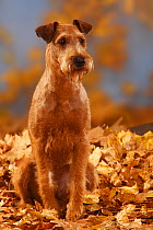 Irish Terrier portrait, sitting in autumn leaves