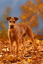 Irish Terrier portrait, standing in autumn leaves