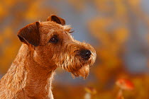 Irish Terrier head portrait in profile, sitting in autumn leaves